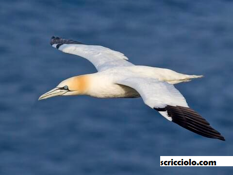 Northern Gannet Spesies Yang Dilupakan Oleh Persatuan IUCN