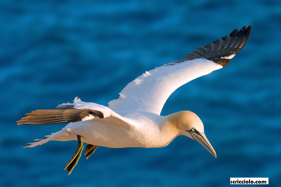 Northern Gannet Spesies Yang Dilupakan Oleh Persatuan IUCN