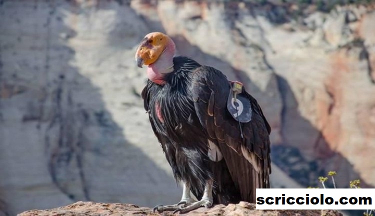 Burung California Condor Serta Spesies Yang Terancam Punah