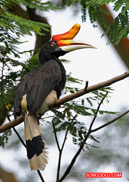 Keistimewa Burung Rangkong Endemik Kalimantan