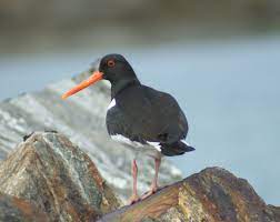 Mengenal Burung Pantai Oystercatcher