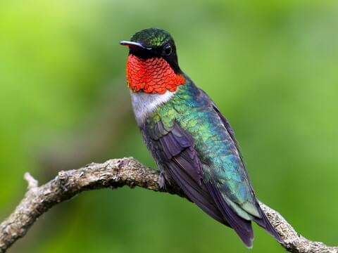 15 Spesies Burung Paling Populer di Amerika Utara