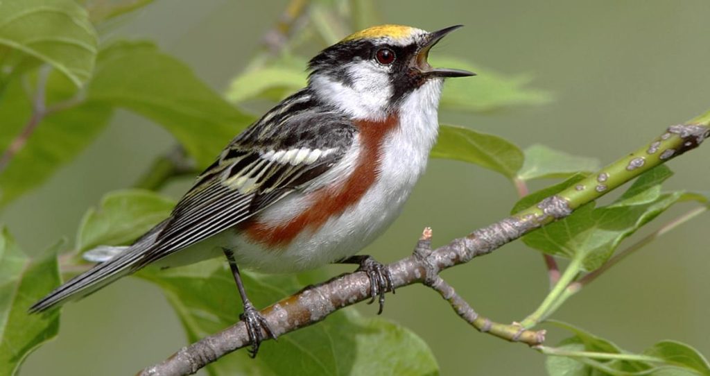 20 Spesies Burung Terbaik Yang Dapat Anda Jumpai di Negara Bagian Ohio