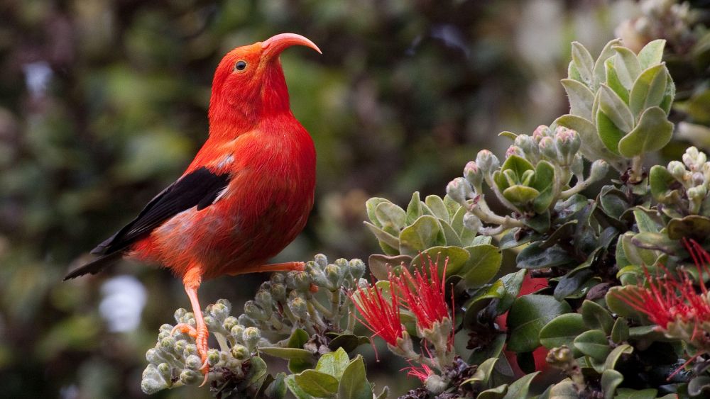 10 Burung Terbaik untuk Diperhatikan di Hawaii
