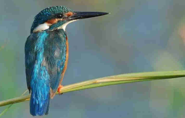 Fakta Menarik Tentang Burung Kingfishers