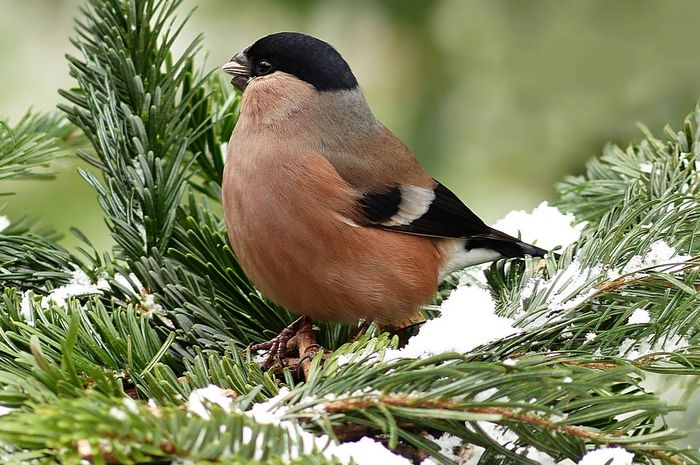 Bagaimana Burung Liar Tetap Hangat di Musim Dingin?