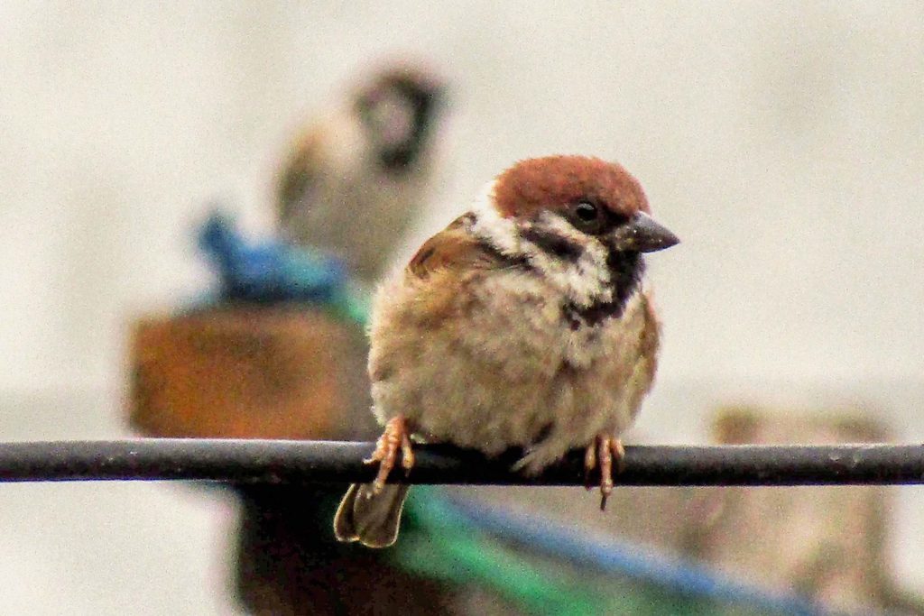 Panduan Identifikasi Burung House Sparrow
