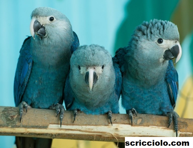 Biografi Spix's Macaw, Atau Di Panggil Cyanopsitta Spixii