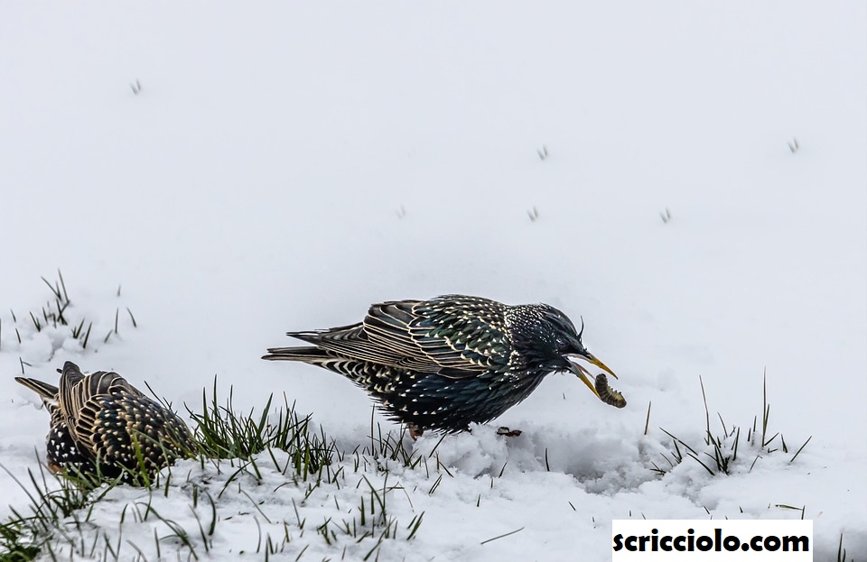 Burung Jalak Pembawa Musim Semi Dan Musim Dingin