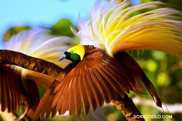 Berikut 10 Burung Endemik Terunik di Papua!