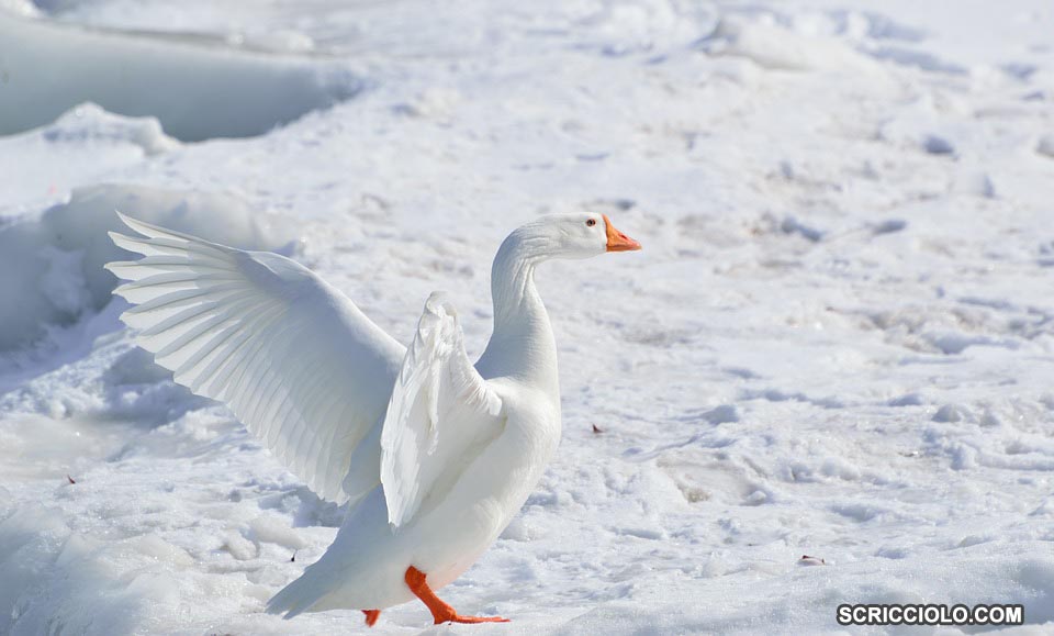 Mengenal Spesies Snow Goose (Angsa Salju)