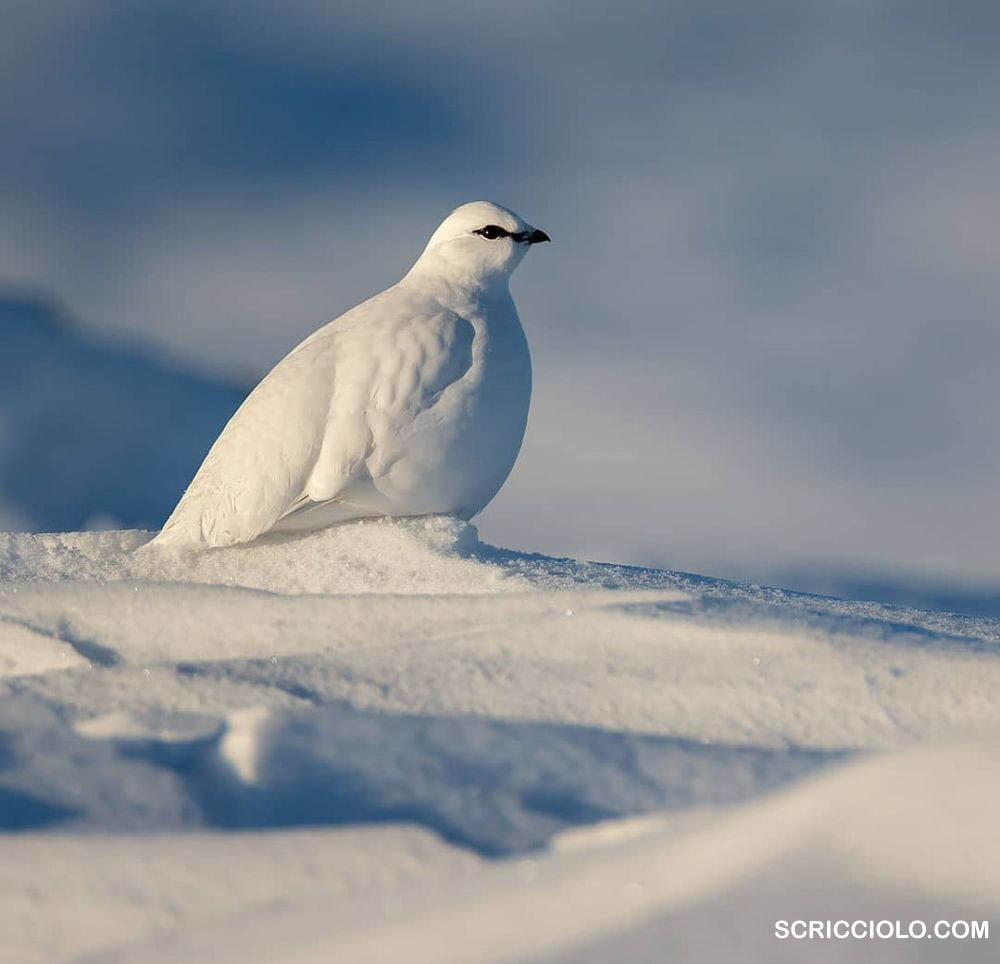 10 Burung Yang Bisa Hidup Di Suhu Ekstrim Arktika