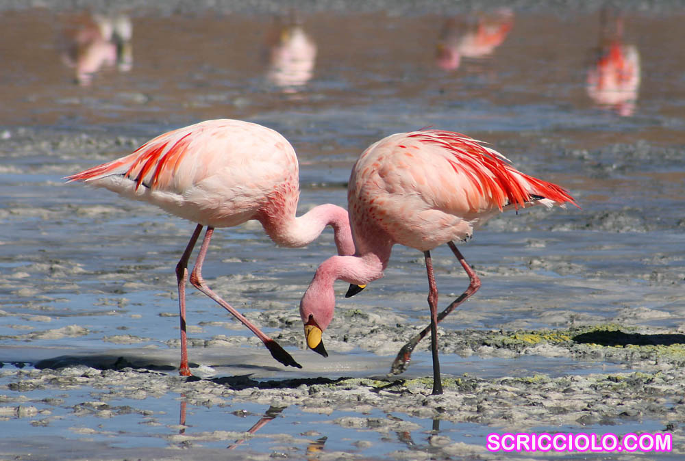 Mengenal Burung Flamingo Si Cantik Berwarna Pink