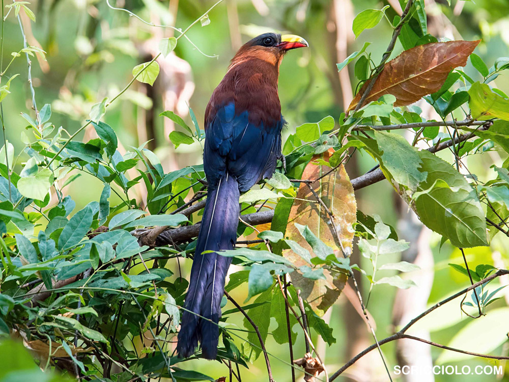 Mengejar Burung Endemik Sulawesi di Taman Nasional Lore Lindu