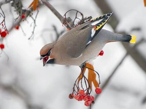 12 Burung Yang Dapat Anda Temukan Selama Musim Dingin