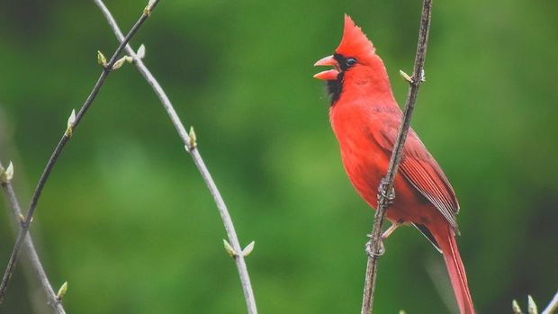 Mengenal Burung Northern Cardinal