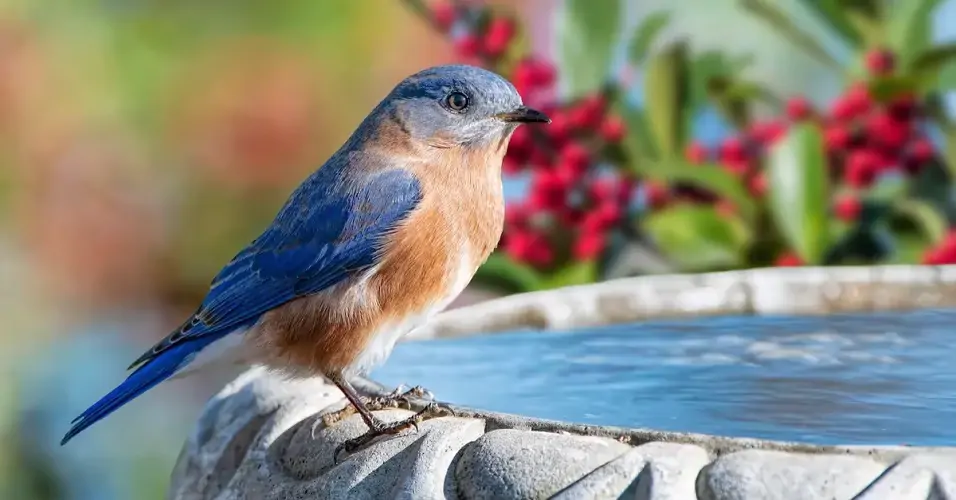 Mengenal Burung Eastern Bluebird